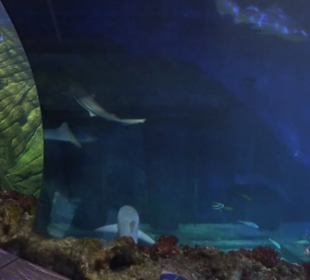 Sea Life
