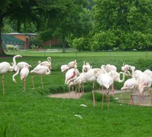 Flamingos