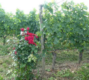 Escherndorf: Eindrücke einer Weinbergeswanderung