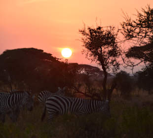 Amboseli-Nationalpark