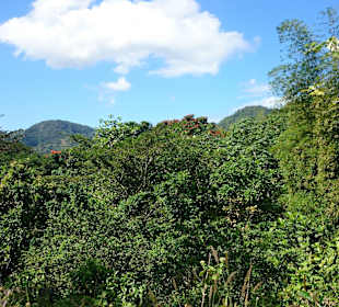 Mayfield Falls Ausblick