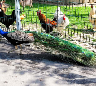 Pfau und Hühner