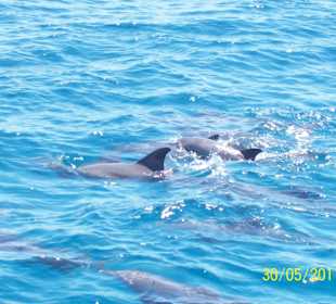 Ausflug zum Delphinhouse