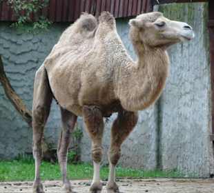 Mieszkańcy zoo
