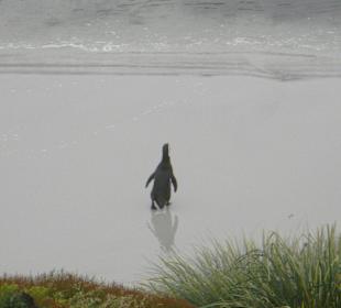Mama geht auf Futtersuche