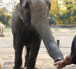 Besucher füttern Elefanten