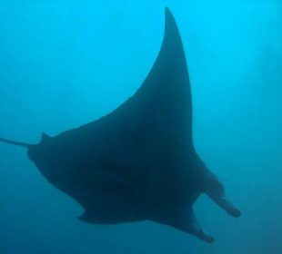 Manta