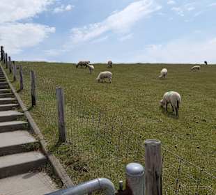 Radtour Butjadingen-Tossens