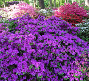 Hauptblüte im Rhododendronpark Bremen