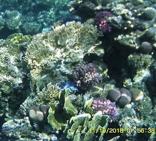 Schnorcheln Marsa Alam