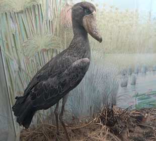 Staatliches Naturkunde Museum