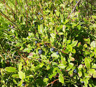 Wandern Oberwiesenthal