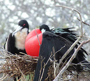 Фрегаты - самец с красным мешком