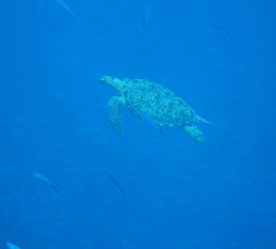 Schildkröte unter Wasser