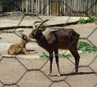 Lechwe Antilope