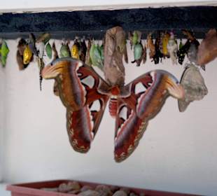 Schmetterlingsaufzucht