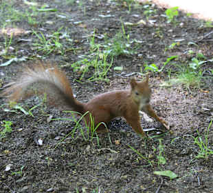 Łazienki królewskie, park