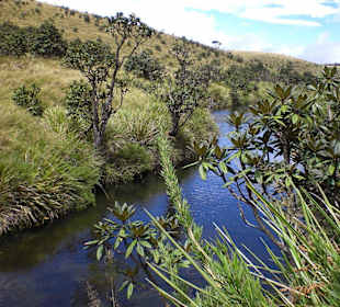 Hochebene Horton Plains