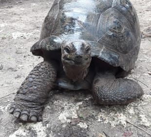 Ausflug auf die Gefängnisinsel 