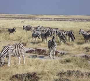 Zebras!