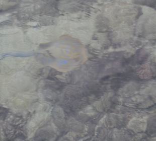 Blaupunktrochen am Hausriff