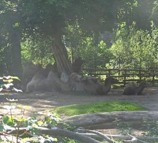 Gehege der Trampeltiere