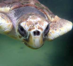 Schildkröte direkt von Vorne