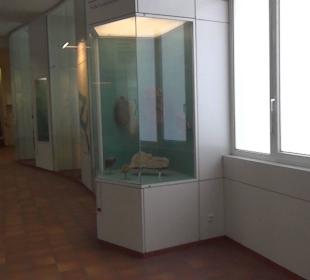 Entwicklung der Pflanzenwelt