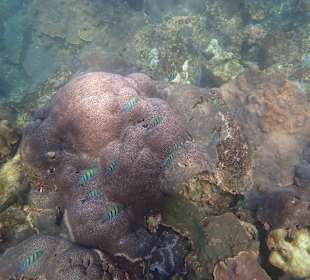 Unterwasserwelt Musandam