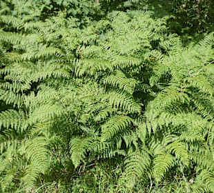 Wanderung über Burgkirche Schöllang nach Rubi
