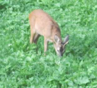 Gesehen in Au Neugrund