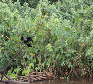 Tortuguero Park Narodowy