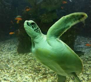 Stadtrundfahrt Aquarium