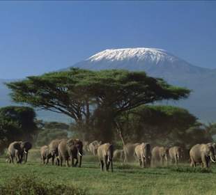 Elephants in front of kilimanja