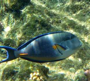 Arabischer Doktorfisch am Hausriff