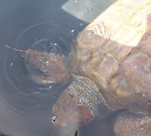 Schildkröten-Aufzuchtstation