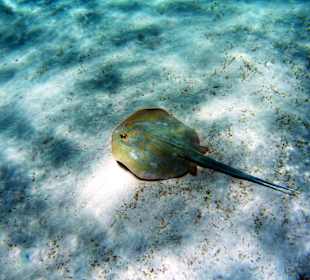 Schnorcheln Marsa Alam