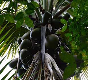 Coco de Mer Palme
