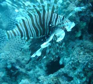 Ausflug Schwimmen mit Delphinen