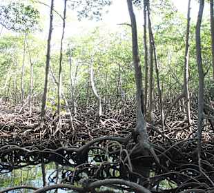 Mangroven in Los Haitises (Nationalpark)