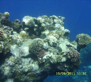 Korallen in Bucht ca. 1 km entfernt