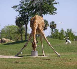 Steppe zu Beobachten mit der Eisenbahn