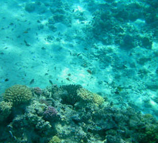 Schnorchelausflug im Roten Meer