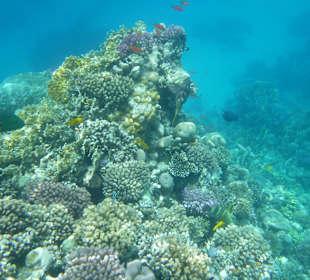 Schnorcheln Makadi Bay 