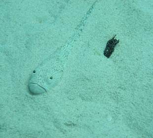 Petermännchen, in der Bucht vor Sa Coma