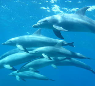 Delfine