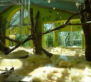 Sumatra Oran Utan Innenanlage