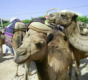 Ausflug Kameltour