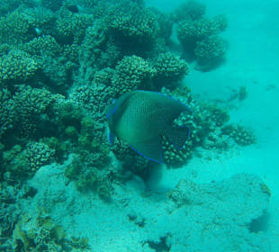 Fisch