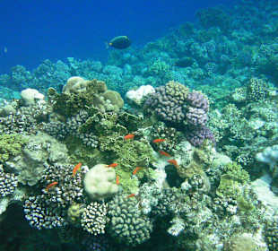 Intaktes Hausriff - bunte Unterwasserwelt